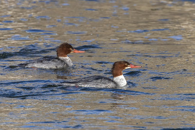 Grand Harle / Common Merganser (Mergus merganser)