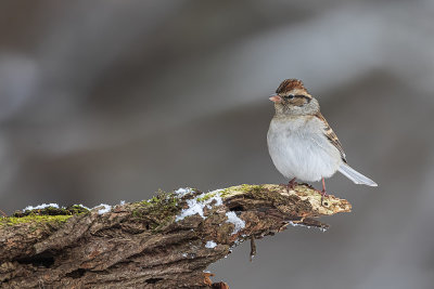 Bruant familier / Chipping Sparrow (Spizella passerina)