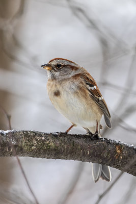 Bruant hudsonien / American Tree Sparrow (Spizella arborea)