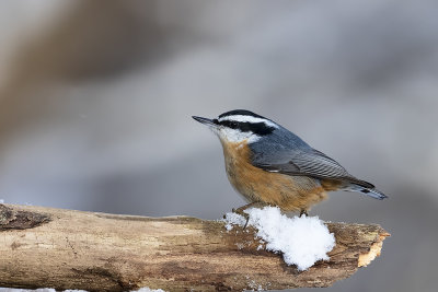 Sittelle  poitrine rousse / Red-breasted Nuthatch (Sitta canadensis)