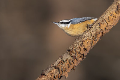 Sittelle  poitrine rousse / Red-breasted Nuthatch (Sitta canadensis)
