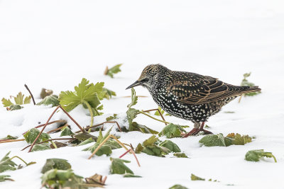 tourneau sansonnet / European Starling (Sturnus vulgaris)