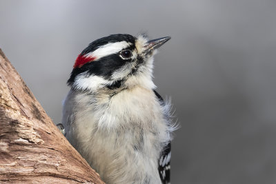 Pic mineur / Downy Woodpecker (Picoides pubescens)