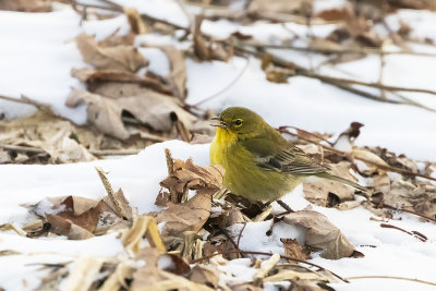 Paruline des pins / Pine Warbler (Dendroica pinus)