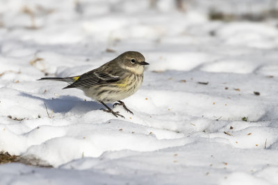 Paruline  croupion jaune / Yellow-rumped Warbler (Dendroica coronata)