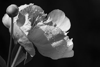 Pivoine / Peony (Paeonia)