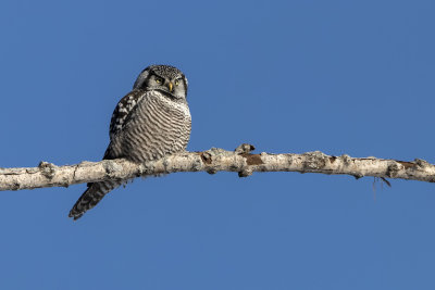 Chouette pervire / Northern Hawk Owl (Surnia ulula)