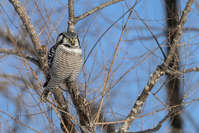 Chouette pervire / Northern Hawk Owl (Surnia ulula)