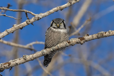 Chouette pervire / Northern Hawk Owl (Surnia ulula)