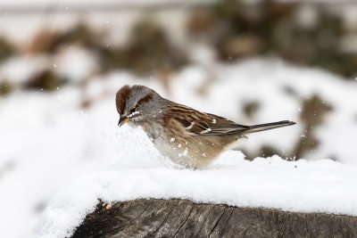 Bruant hudsonien / American Tree Sparrow (Spizella arborea)