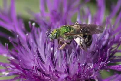 Abeille verte, Halicte vert / Bicolored Striped-Sweat Bee (Agapostemon virescens)