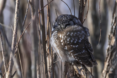 Nyctale de Tengmalm / Boreal Owl (Aegolius funereus)