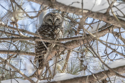 Chouette raye / Barred Owl (Strix varia)