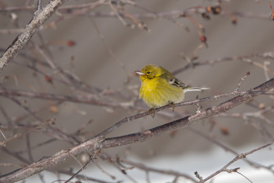 Paruline des pins / Pine Warbler (Dendroica pinus)