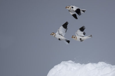 Plectrophane des neiges / Snow Bunting (Plectrophenax nivalis)