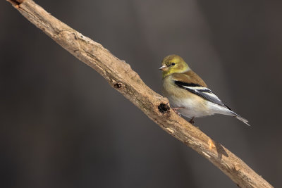 Chardonneret jaune / American Goldfinch (Carduelis tristis)