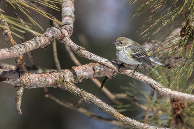 Paruline  croupion jaune / Yellow-rumped Warbler (Dendroica coronata)