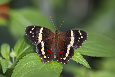 Fatima / Banded Peacock (Anartia fatima)