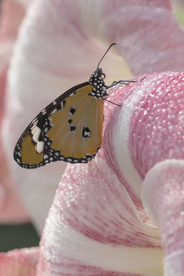 Petit monarque / African Monarch (Danaus chrysippus)