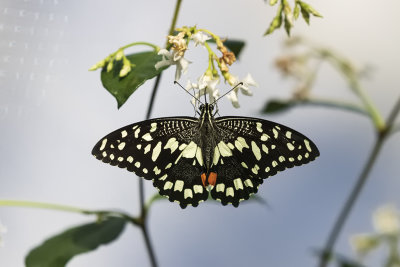 Voilier des citronniers / Citrus Swallowtail (Papilio demodocus)