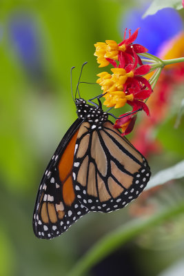 Monarque / Monarch (Danaus plexippus)