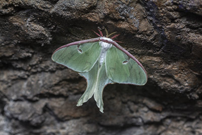 Papillon lune / Luna Moth (Actias luna)