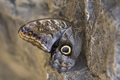 Papillon hibou / Giant Owl (Caligo memnon)