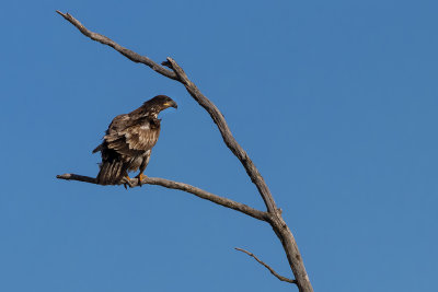 Pygargue  tte blanche / Bald Eagle (Haliaeetus leucocephalus)