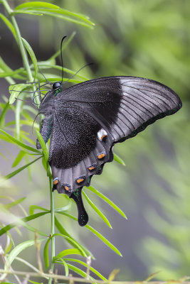 Machaon meraude / Banded Peacock (Papilio palinarus)