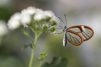 Papillon de verre / Costa Rica Clearwing (Greta oto)