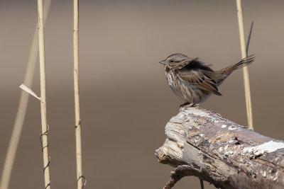 Bruant chanteur / Song Sparrow (Melospiza melodia)