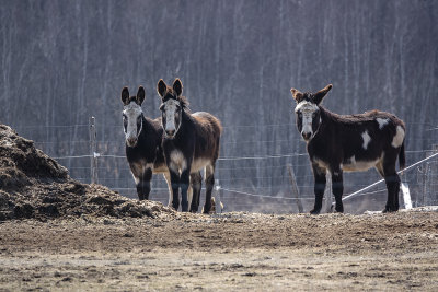 ne commun / Common Donkey (Equus asinus)