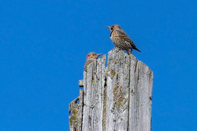 Pic flamboyant / Northern Flicker (Colaptes auratus)