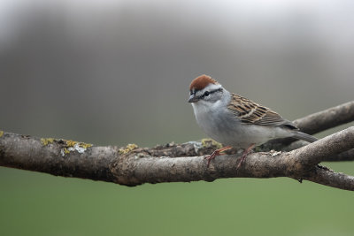 Bruant familier / Chipping Sparrow (Spizella passerina)