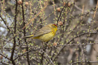 Paruline  couronne rousse / Palm Warbler (Dendroica palmarum)