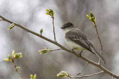 Moucherolle phbi / Eastern Phoebe (Sayornis Phoebe)