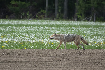 Coyote / Coyote (Canis latrans)