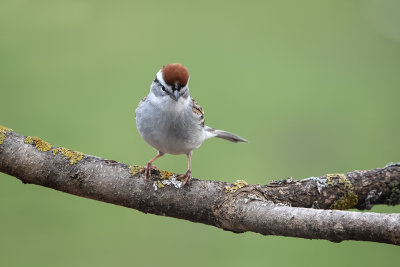 Bruant familier / Chipping Sparrow (Spizella passerina)