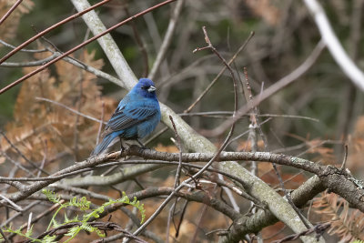 Passerin indigo / Indigo Bunting (Passerina cyanea)