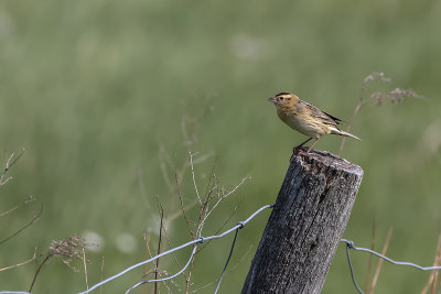 Goglu des prs / Bobolink female (Dolichonyx oryzivorus)