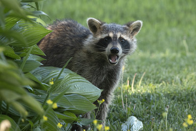 Raton laveur / Raccoon (Procyon lotor)