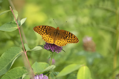 Argynne cybèle / Great Spangled Fritillary (Speyeria cybele)