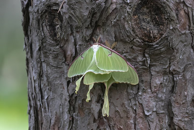 Papillon lune / Luna Moth (Actias luna)