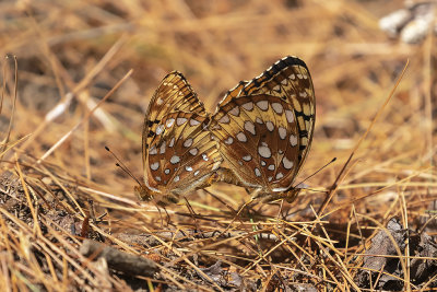 Argynne cyble / Great Spangled Fritillary (Speyeria cybele)