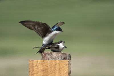 Hirondelle bicolore / Tree Swallow (Tachycineta bicolor)