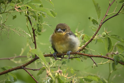 Oriole de Baltimore / Baltimore Oriole juvenile (Icterus galbula)