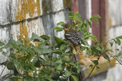 Oriole de Baltimore / Baltimore Oriole juvenile (Icterus galbula)