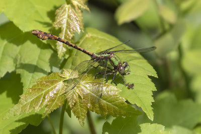 Ophiogomphe rousstre / Rusty Snaketail (Ophiogomphus rupinsulensis)