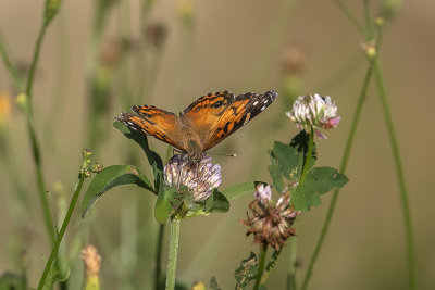 Vanesse de Virginie / American Lady (Vanessa virginiensis)