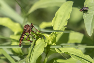 Mouche asilide / Hanging Thief (Diogmites basalis)